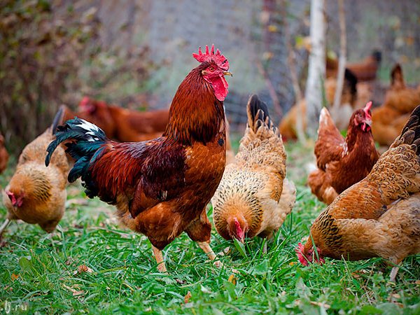 Породы куриц | ЗооТом - продажа, вязка и услуги для животных в Воскресенске