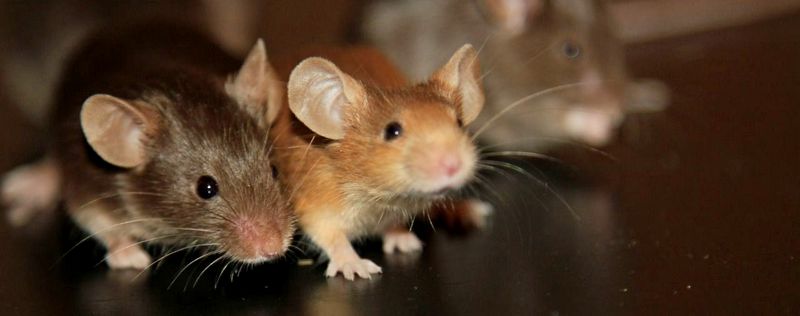 Все о мышах в Воскресенске | ЗооТом - продажа, вязка и услуги для животных в Воскресенске