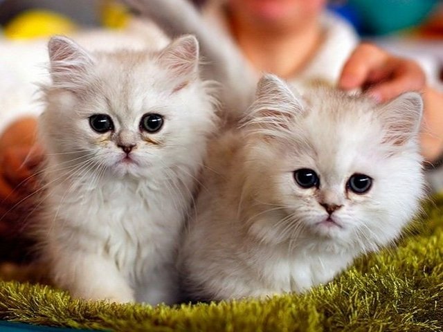 Породы кошек в Воскресенске | ЗооТом портал о животных