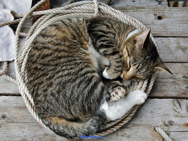 Все о кошках в Воскресенске | ЗооТом портал о животных