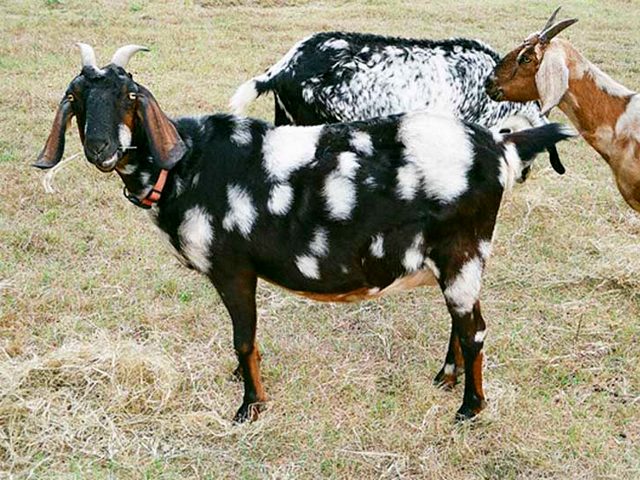 Породы коз в Воскресенске | ЗооТом портал о животных