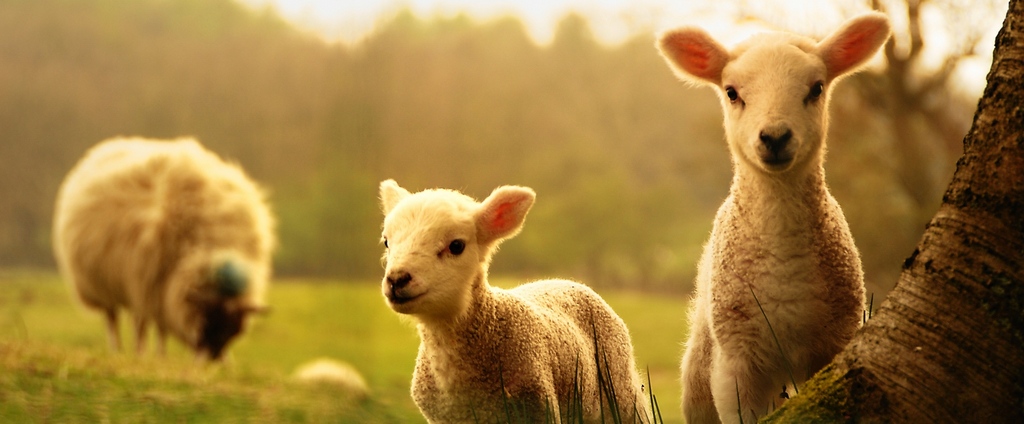 Объявления о сельскохозяйственных животных | ЗооТом - продажа, вязка и услуги для животных в Воскресенске