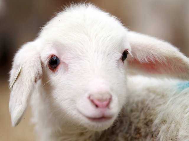 Овцы и бараны в Воскресенске | ЗооТом портал о животных