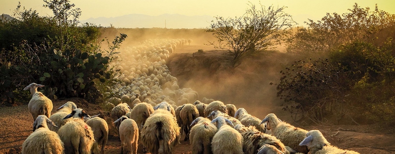 Все об овцах в Воскресенске | ЗооТом портал о животных