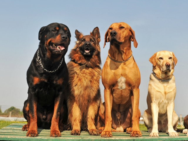 Крупные породы собак в Воскресенске | ЗооТом портал о животных